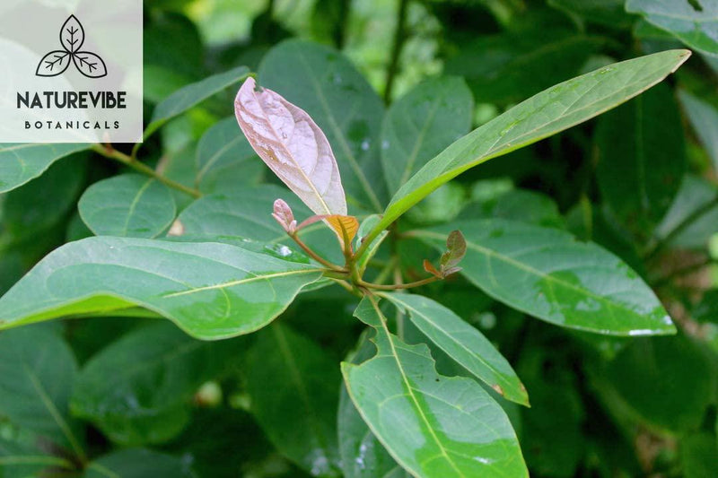 Naturevibe Botanicals Organic Bibhitaki Powder (8 Ounces) - Terminalia Bellirica - 100% Pure and Natural .