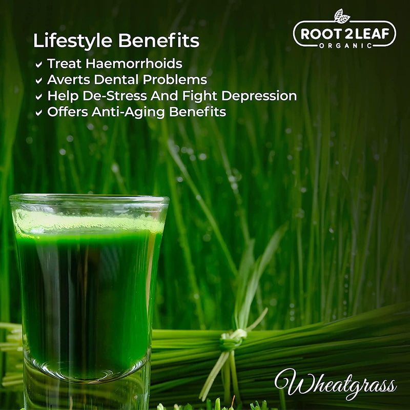 Root2Leaf Organic Wheat Grass Powder Rich in Vitamins, Support Immune System Superfood, High Minerals (100 Gms)