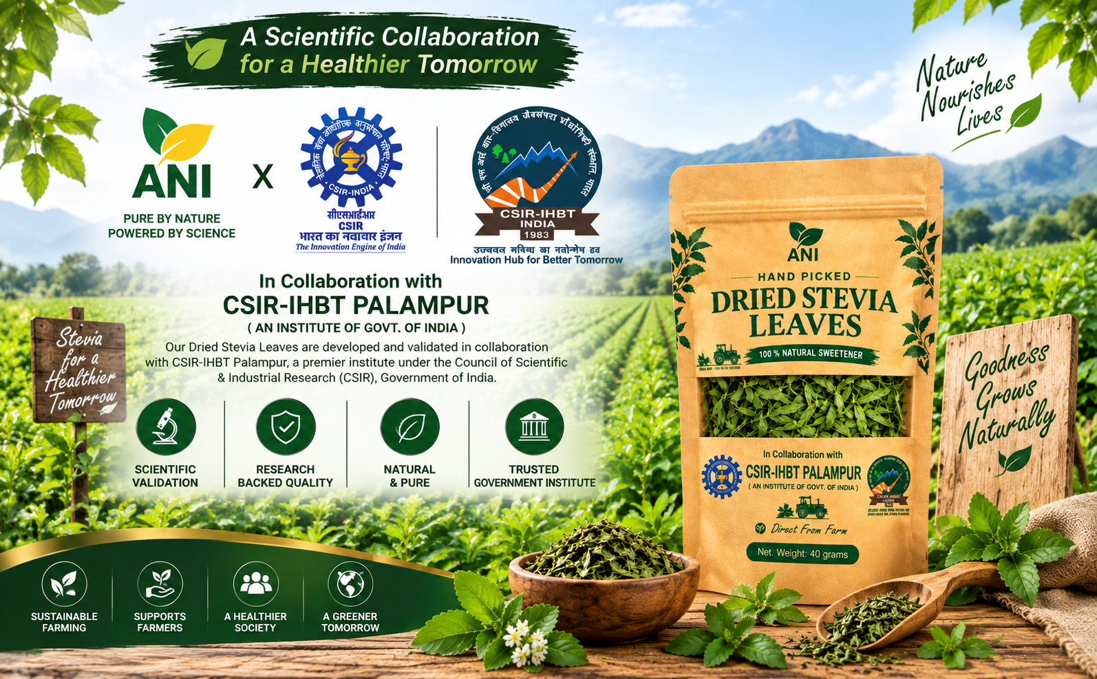 ANI Natural Dried Stevia Leaves 40g | Natural Sweetener, Calorie-Free | Regulates Blood Sugar Levels | Sugar Substitute | In Association with CSIR -IHBT, Palampur (An Institute of Govt. of India)