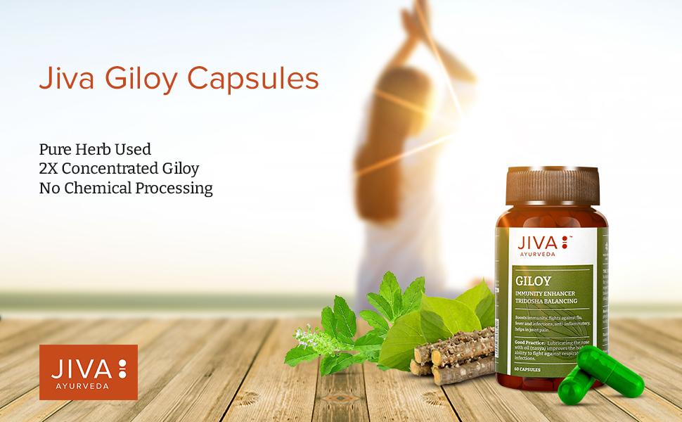 Jiva Giloy - 60 * 1 Capsule for Digestion | 100% Pure & Natural | Ageing and Immunity Boost | Herbal Supplements | Rich In Antioxidants