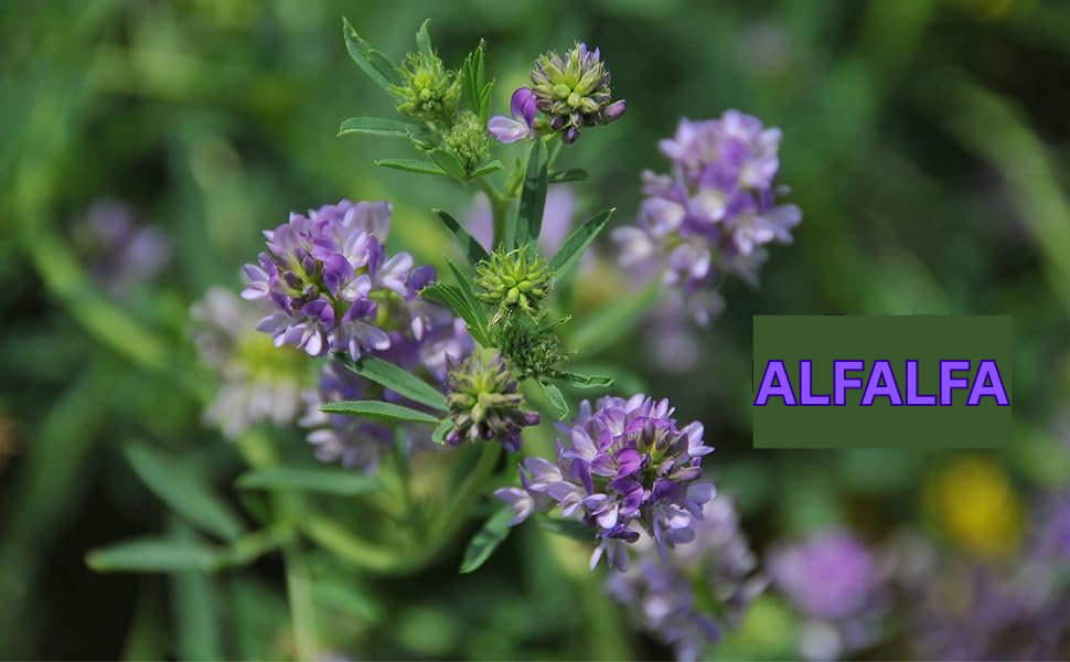 Alfalfa Tablets 120 Tablets | Medicago Sativa (Pack of 1)