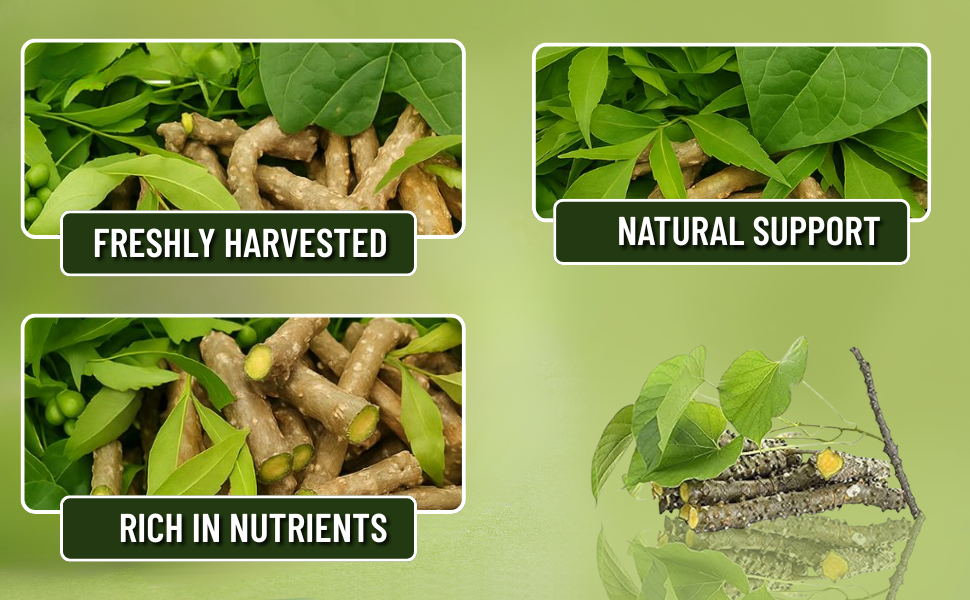 SGP Natural Giloy Neem Fresh Plant Stems Sticks Bel (9-inch) Set of 12