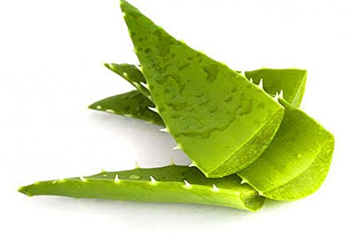 Freshly Harvested Green Organic Aloe Vera Leaf - Fresh Green Aloe Vera Leaf for Natural Wellness, Haircare, and Skincare - Extract Your Own 100% Pure and Chemical-Free Aloe Vera Gel - 1 Leaf