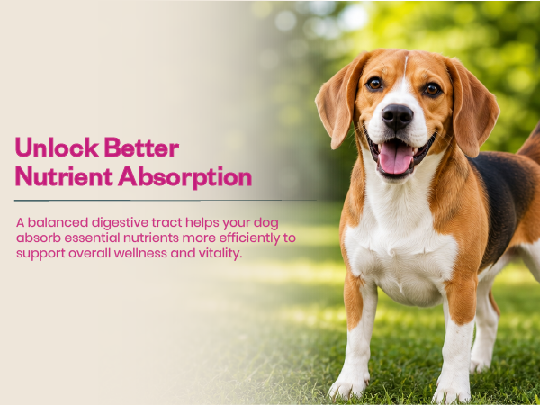 Probiotic Soft Chews Supplement for Dogs | Six Probiotic Strains for Gut Health & Digestion | Chicken Flavor | Supports Immune Function | 30 Soft Chews