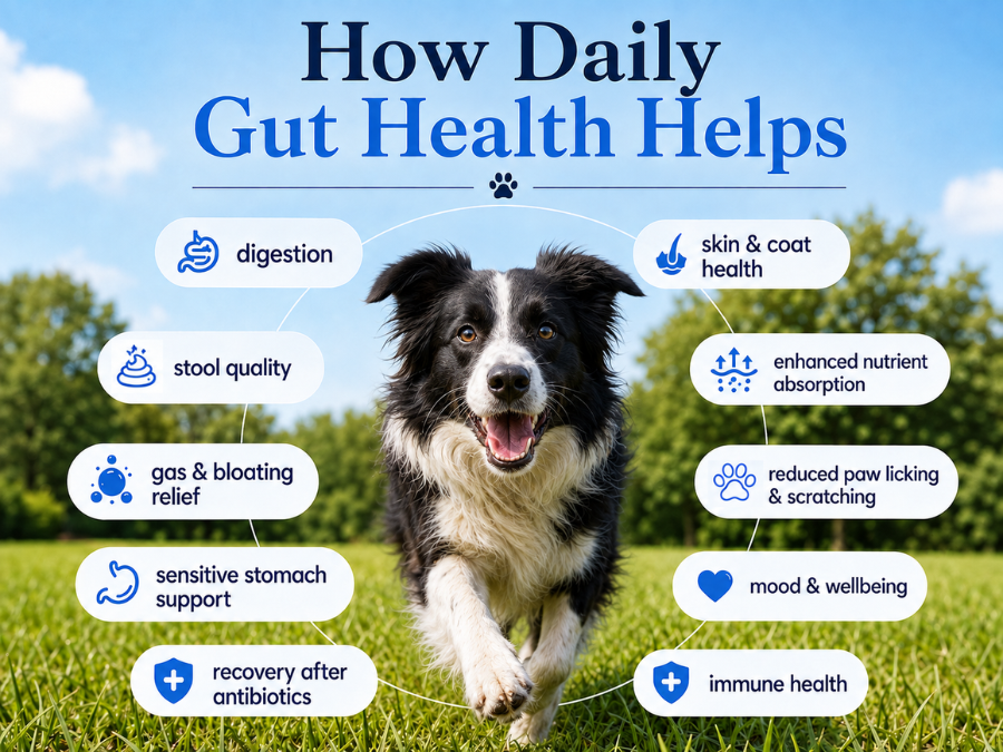 Dog Gut Health Supplement Powder | 6 Billion CFU Probiotics for Paw Licking, Loose Stools, Gas and Itching | with Prebiotics, Digestive Enzymes and Omega-3 | 300g, 30 Daily Scoops