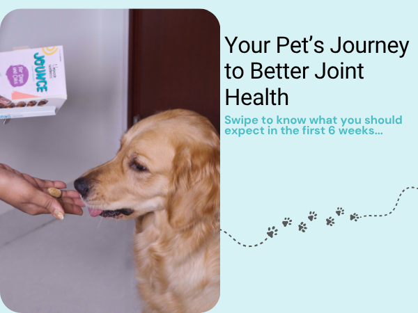 Jounce® Hip & Joint Supplement for Dogs, 30 Crunchies for Stiffness, Limping, Joint Pain & Dogs Prone to Hip Dysplasia with Collagen, Boswellia Serrata & Chondroitin for Mobility & Cartilage Support