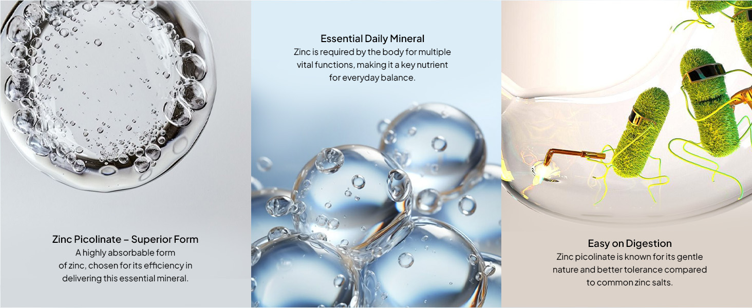 Miduty Zinc Picolinate 50 mg - High-Absorption Chelated Zinc Supplement - Immune Support, Skin & Hair Health - Supports overall wellness, Muscle Strength & Metabolism- For Men & Women - 60 Capsules
