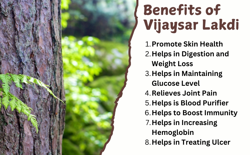 Yuvika Vijaysar - Pterocarpus Marsupium - Indian Kino 800 Grams