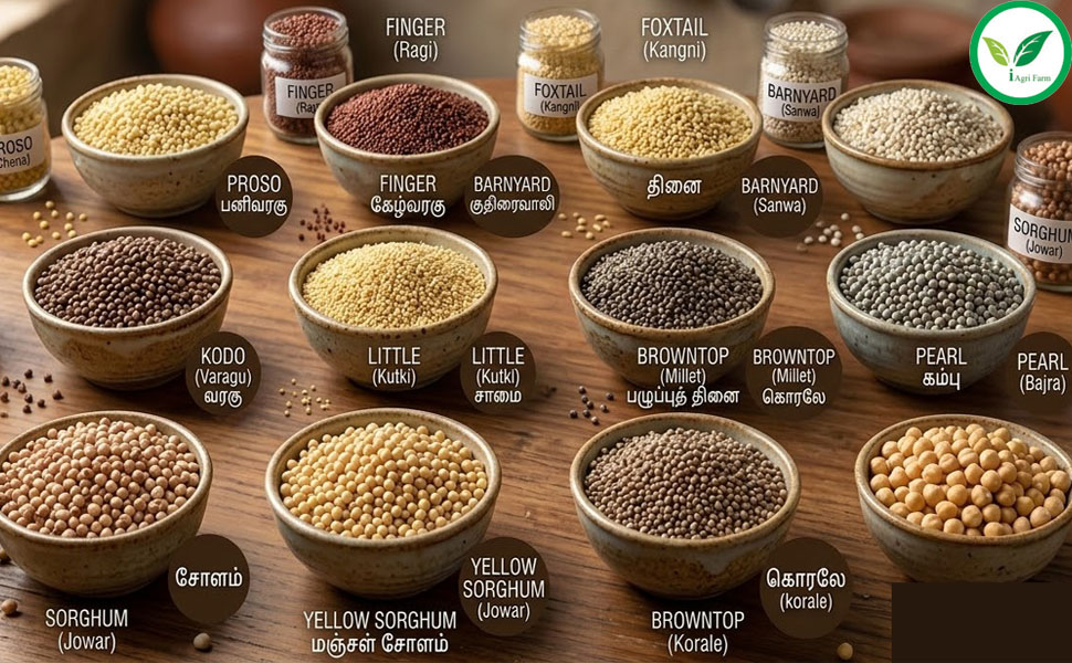 Iagrifarm Millets Combo (Kambu millet + Ragi millet (Total = 1 kg) millets combo | (Pack of 2-500 gram each)
