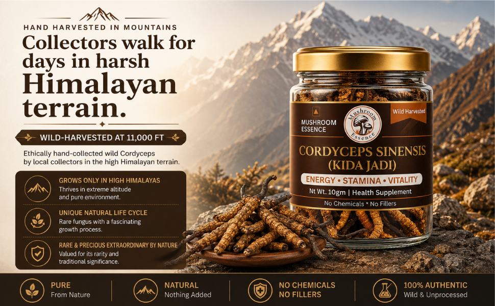 Mushroom Essence Cordyceps Sinensis Select Grade 60 pcs- (2–3 Pcs/gm) | Original Kida Jadi Buti (Yarsagumba) | Premium Whole Cordyceps Mushroom | 20g | Pack of 1