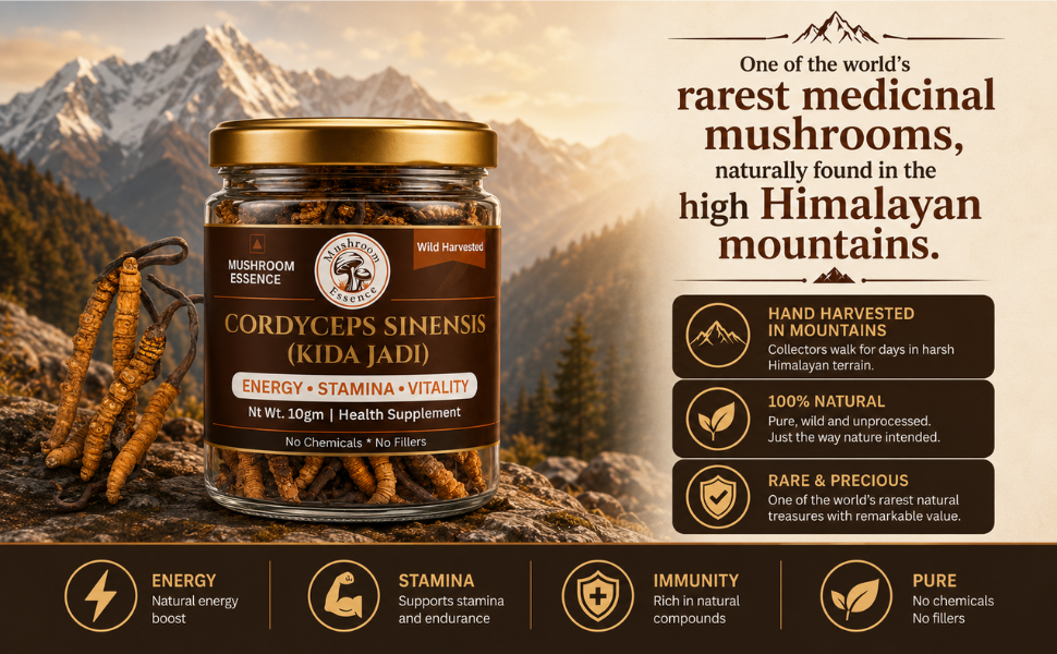 Mushroom Essence Cordyceps Sinensis Select Grade 60 pcs- (2–3 Pcs/gm) | Original Kida Jadi Buti (Yarsagumba) | Premium Whole Cordyceps Mushroom | 20g | Pack of 1