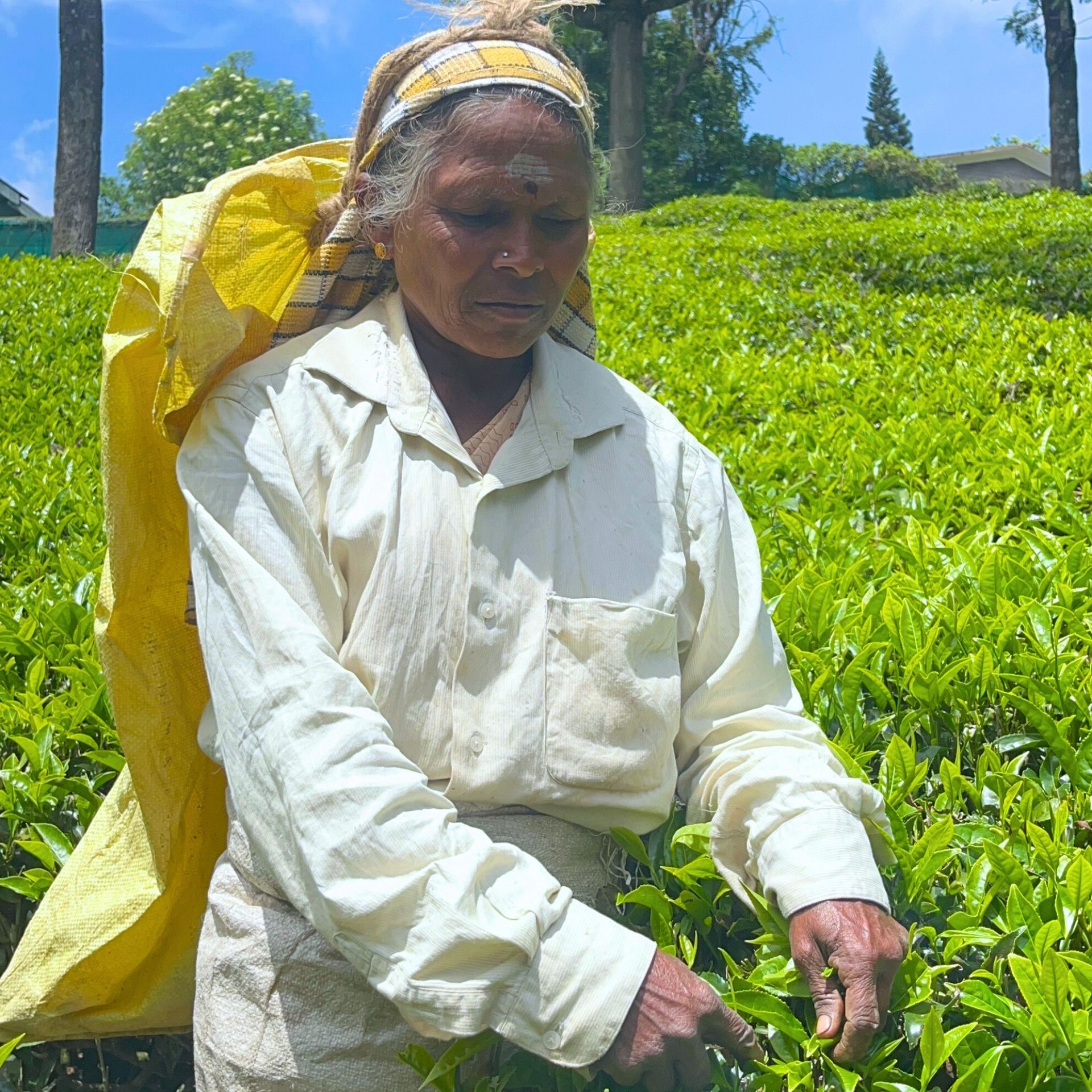 Nilgiri Green Tea 100g (50 Cups) - Whole Leaf, Direct from Garden, High Grown, Antioxidant Rich, Refreshingly Smooth & Light, Best For Weight Loss & Heart Health | SVAMINGO