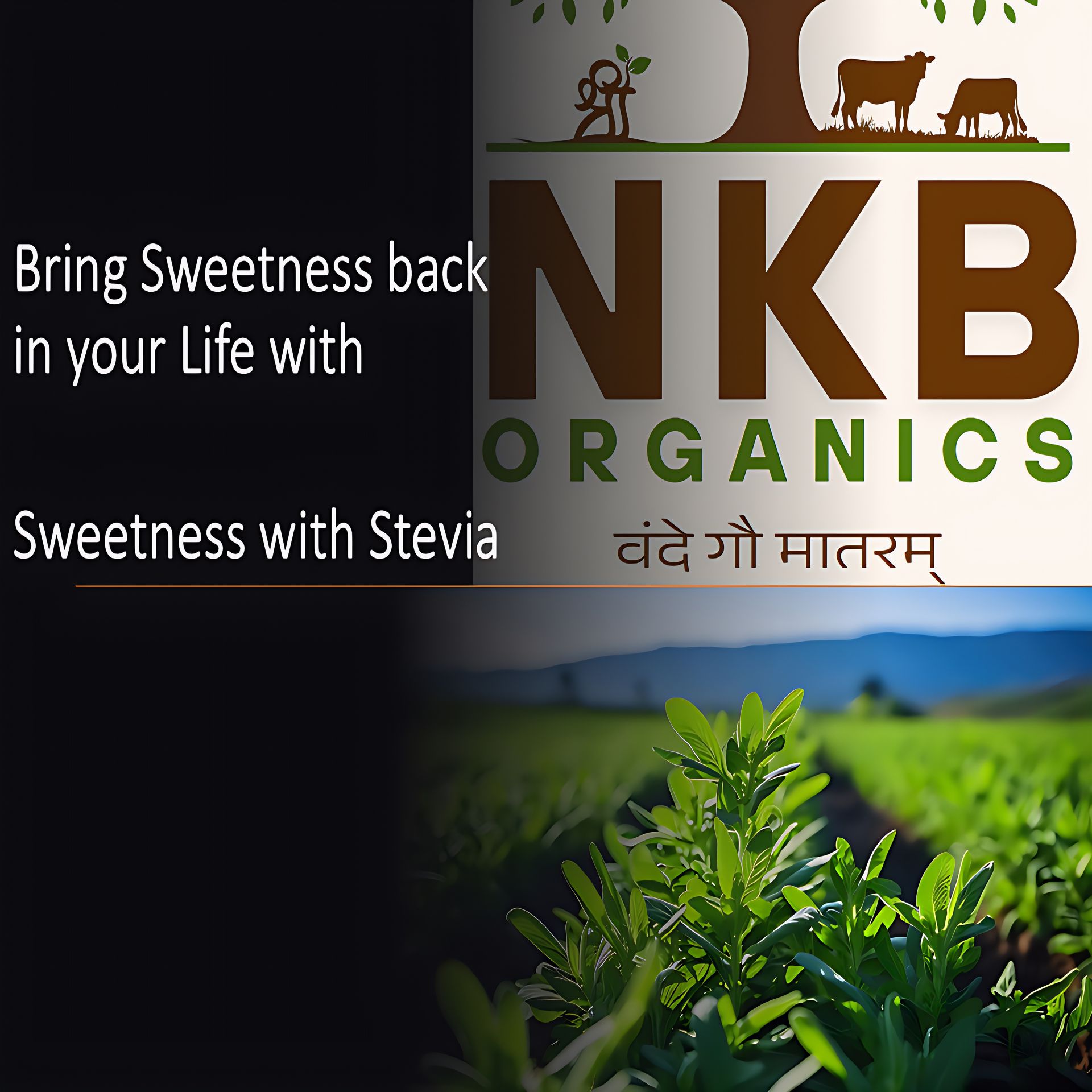 Stevia Leaves Dry (320g) Dried Loose Leaves from Stevia Plant, Zero Calorie, Sugar-Free Sweetener, Natural Sweetener, Calorie-Free | Regulates Blood Sugar Levels