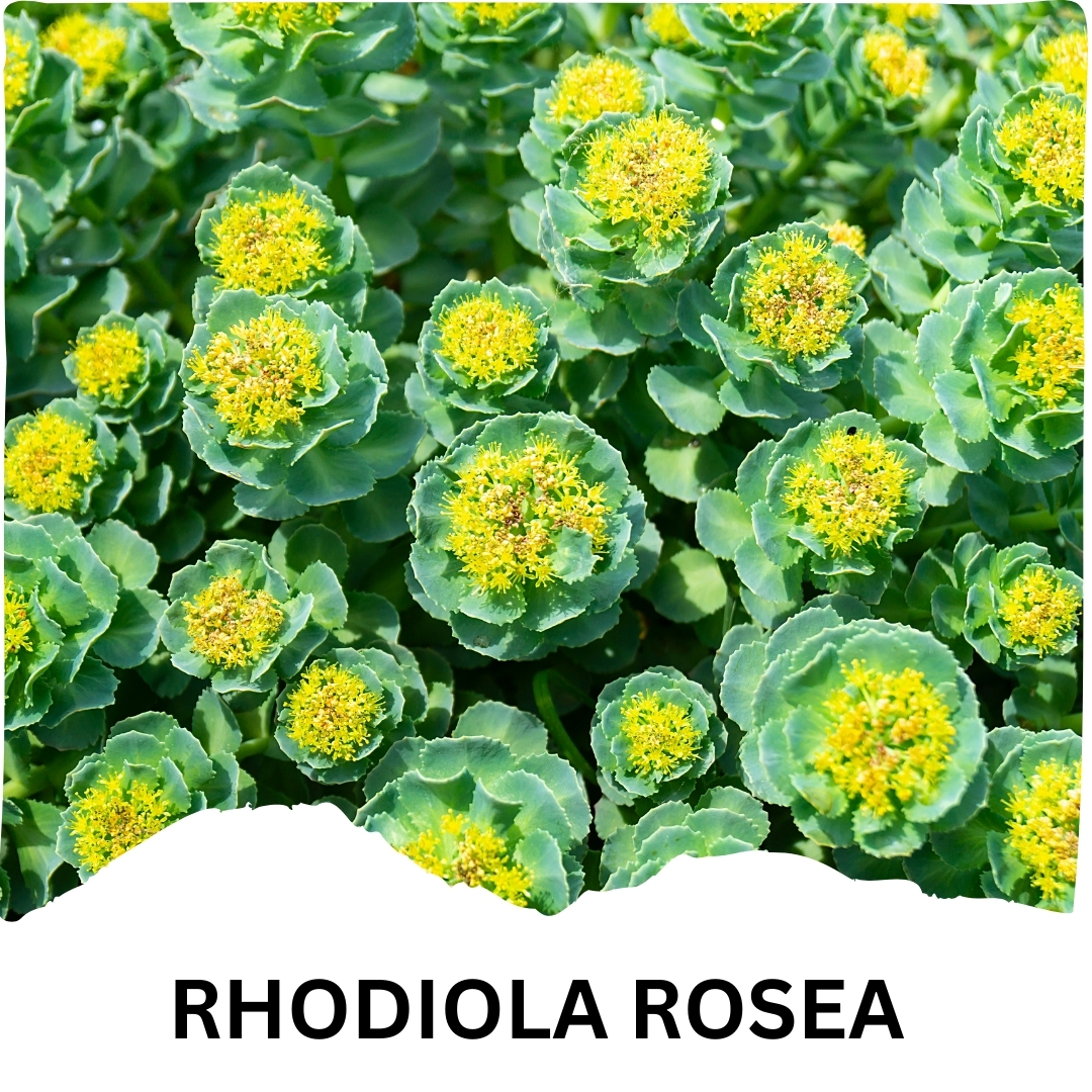 Humming Herbs Rhodiola Rosea | 4in1 | 90 Caps | 1900mg Eq | with Red Korean, Siberian and American Ginseng Root Extract | Stress and Anxiety Relief Supplements