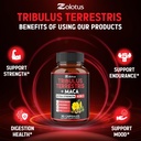 zolotus-premium-tribulus-terrestris-caps-5.jpg
