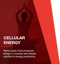 protocol-alpha-lipoic-acid-600mg---grape-4.jpg