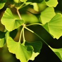earthborn-elements-ginkgo-biloba-200-cap-5.jpg