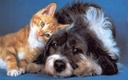 i-love-my-pets-llc-dog-immune-health---p-3.jpg