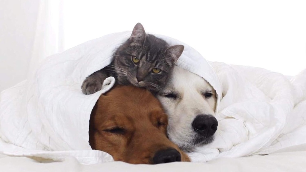 i-love-my-pets-llc-dog-immune-health---p-4.jpg