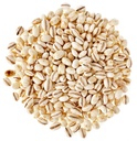 pmw-barley-grains-jar-pack-jav-cleaned-h-71zrh-xst0L.jpg