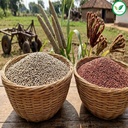 iagrifarm-millets-combo-kambu-millet-rag-91MwjjXFFjL.jpg