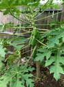 willvine-papaya-seeds-namo-5h-81OmaEYFYeL.jpg