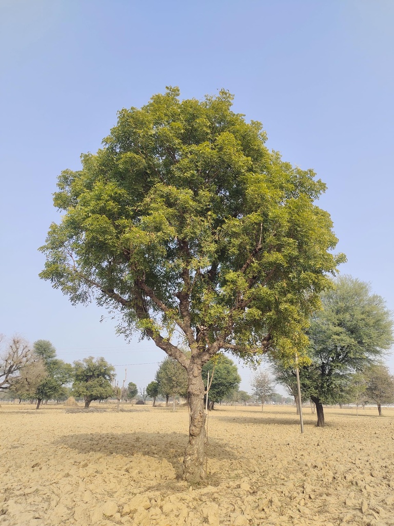 naturals-organic-dried-neem-leaves-100g--9103qBLEFUL.jpg