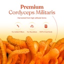 cordyceps-militaris-capsules-500mg-natur-81I-g55hFUL.jpg