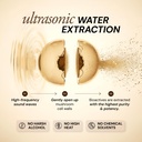 ace-blend-energy-shroom-concentrate-lion-81fhOqVxX2L.jpg