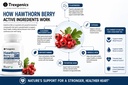 trexgenics-hawthorn-berry-600-mg-cardiov-71GDpa8zLOL.jpg