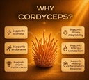 nuvedo-cordyceps-mushroom-liquid-extract-61tlQH1RmhL.jpg