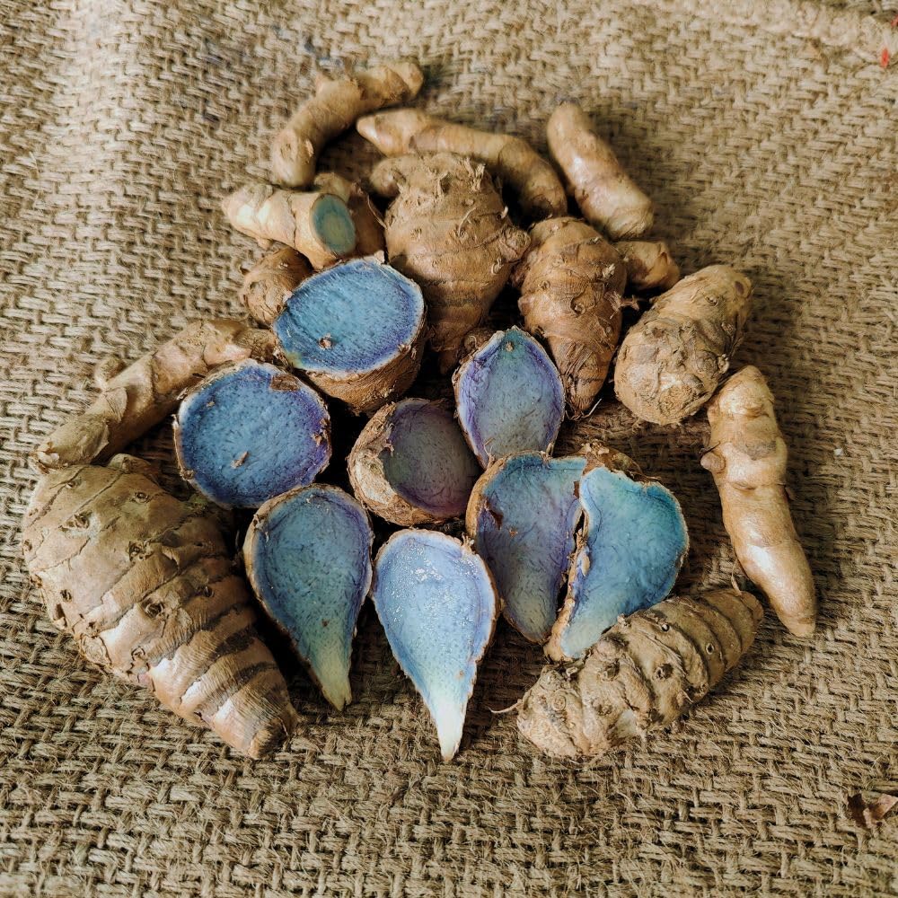 kali-haldi-root-100-gm-black-turmeric-na-71jgtkvgU0L.jpg