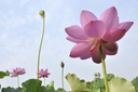 red-color-lotus-seeds-10-seeds-51oNYjwmpGL.jpg