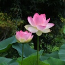 red-color-lotus-seeds-15-seeds-81-7rtsHiBL.jpg