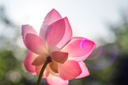 red-color-lotus-seeds-15-seeds-61DhI0eqGOL.jpg