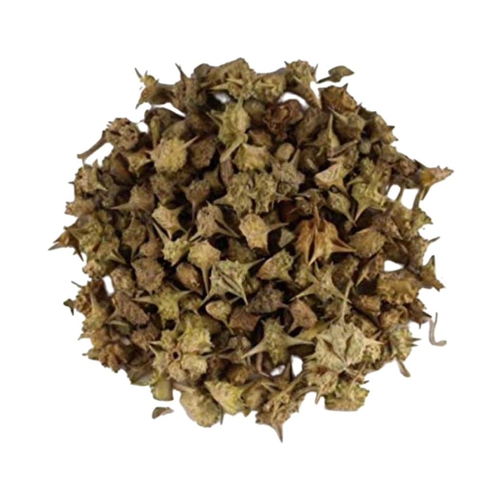 trh-gokhru-bada-pedalium-murex-large-cal-61U9xWtf5UL.jpg