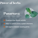 himalaya-punarnava-tablets-60-count-pack-61-1KzT9zGL.jpg