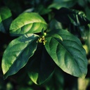 live-gurmar-plant-live-gymnema-sylvestre-81gi+XiT3yL.jpg