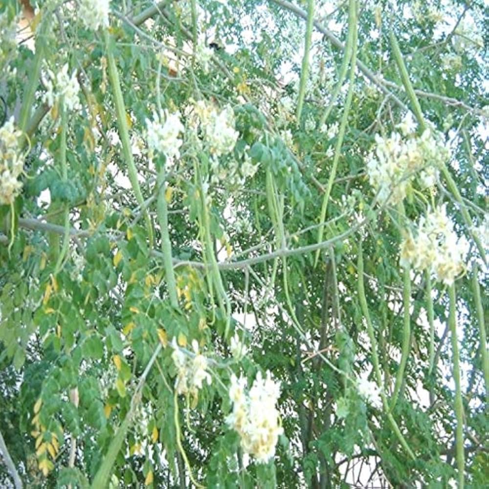 moringa-plant-grafted-hybrid-moringa-dru-713uqc7NQ6L.jpg