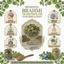 100-natural-brahmi-leaves-100g-natural-s-91O1I+PmvvL.jpg