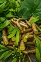 natural-neem-giloy-fresh-plant-sticks-6--81NXdJw0VwL.jpg