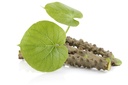 neem-giloy-sticks-guduchi-giloi-bel-6-in-61Ix35GQwBL.jpg