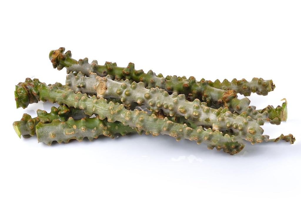 neem-giloy-sticks-guduchi-giloi-bel-6-in-61wiT3xr0LL.jpg