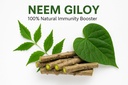 natural-neem-giloy-fresh-plant-sticks-7--61ZWm14spkL.jpg
