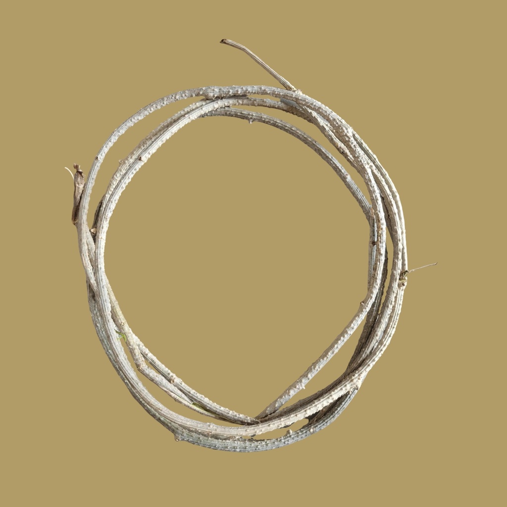 fresh-neem-giloy-sticks-100-inch-long-pr-71CRePaSFUL.jpg