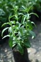 stevia-plant-online-pack-of-1-719gXX03awL.jpg