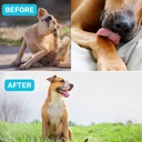 absolut-pet-probiotic-chews-chicken-jerk-810+xgFaZTL.jpg