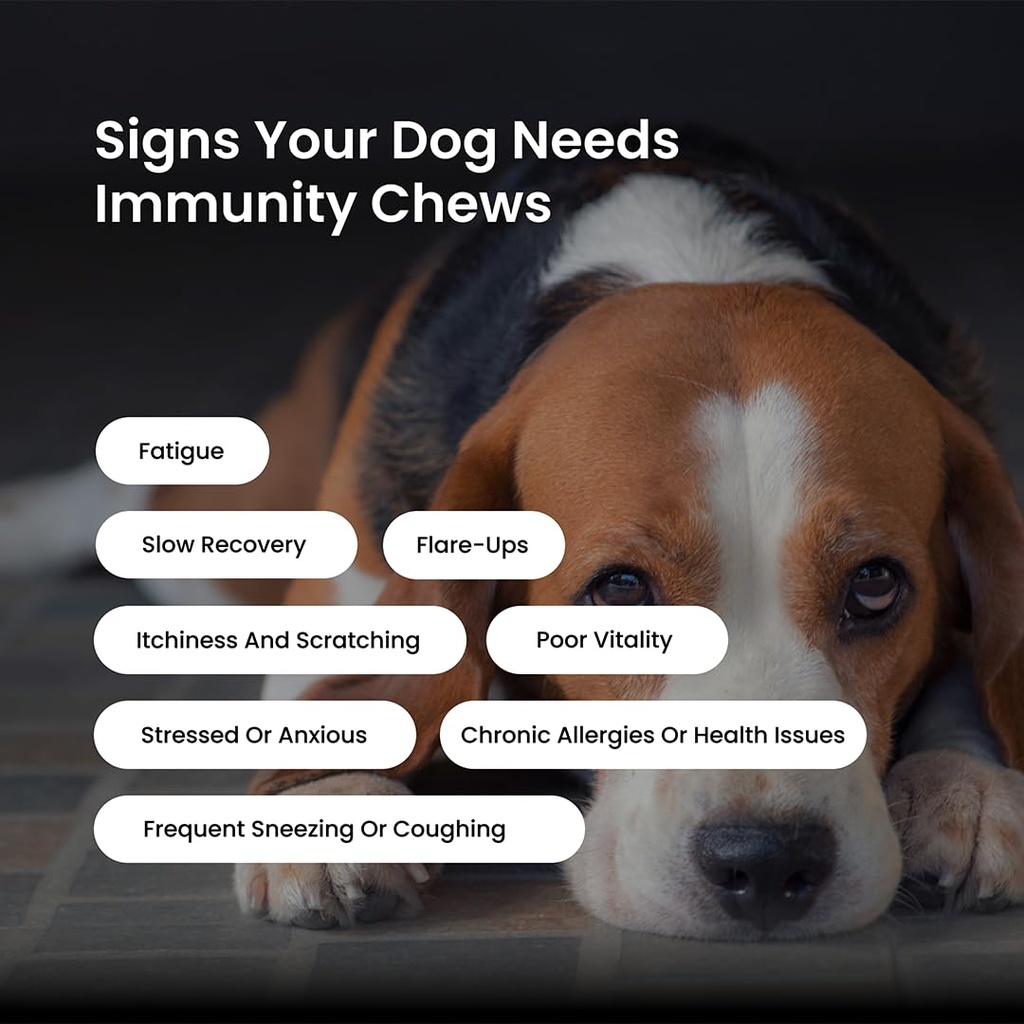 absolut-pet-postbiotic-immunity-dog-chew-61HgtsQbdcL.jpg