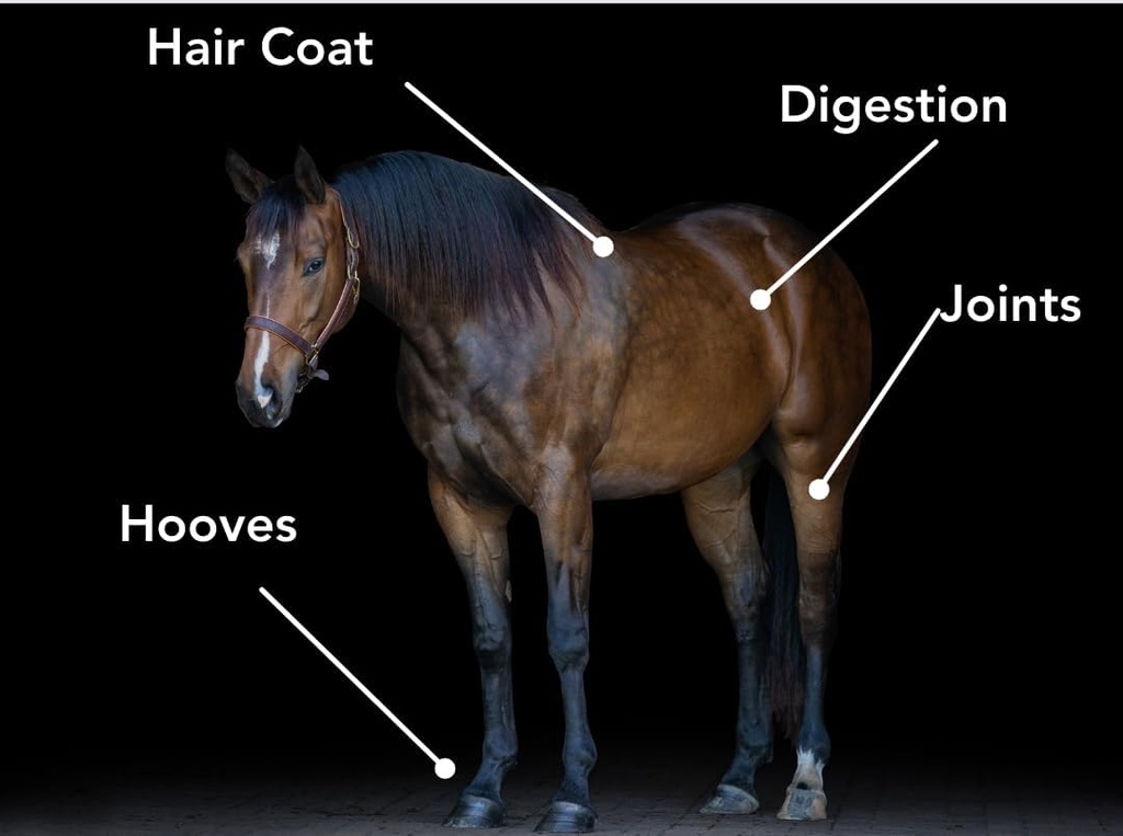 mvp-4-in-1-ha-6-lb-joint-hair-hoof-diges-2.jpg