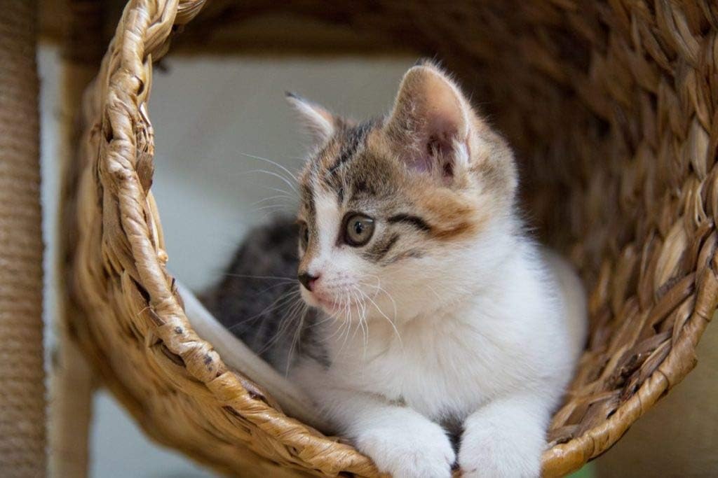 i-love-my-pets-llc-immune-system-booster-4.jpg